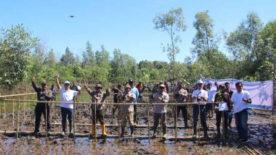 PLN dan MPK Tanam 6.000 Mangrove di Ketapang, Dorong Ekosistem Pesisir dan Pemberdayaan Warga
