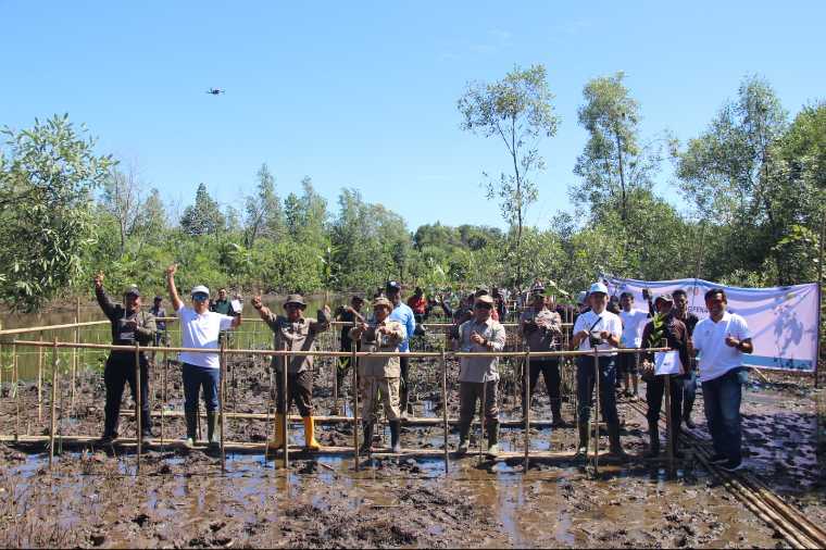 PLN dan MPK Tanam 6.000 Mangrove di Ketapang, Dorong Ekosistem Pesisir dan Pemberdayaan Warga