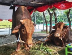 Kadin Indonesia dan Kadin Kaltara Salurkan Sapi Kurban untuk Masjid Agung Istiqomah Tanjung Selor