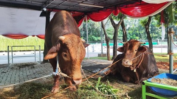 Ilustrasi - Sapi kurban