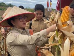 Panen Perdana Jagung di Lahan Kritis Landak Hasilkan 6 Ton per Hektar, Lampaui Rata-rata Nasional