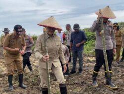 Skema Kredit Pertanian Senilai Ratusan Juta Perluas Tanaman Jagung di Landak
