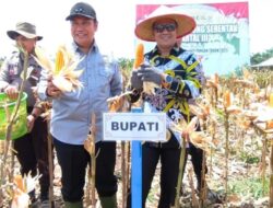 Pemkab Pulang Pisau Dukung Panen Raya Jagung Serentak Polda se-Indonesia