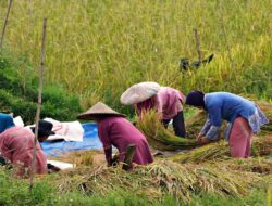 Luas Sawah Kaltim Melonjak Jadi 33 Ribu Hektare dalam Enam Bulan