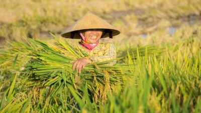 Inovasi Pertanian Perkuat Swasembada Pangan di Kalimantan
