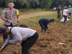 Pemdes Kelompu Olah 1 Hektare Jagung Dukung Mandatori Bupati Sanggau