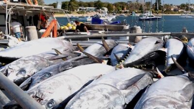 Indonesia Desak Tambahan Kuota Tangkap Tuna Sirip Biru Selatan hingga 3.000 Ton