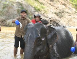 Keanekaragaman Hayati Lewat Konservasi Gajah Liar Jaga Harmoni Manusia dan Alam