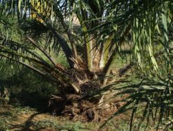 Kalsel Mantapkan Sawit Berkelanjutan: Sertifikasi ISPO dan Hilirisasi Industri Ramah Lingkungan