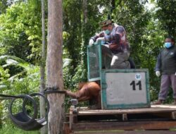 Pemerintah Kalteng Komitmen Lindungi Orangutan dari Ancaman Kepunahan