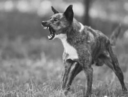 Waspada Rabies di Sekadau: Tiga Warga Nanga Taman Digigit Anjing Liar, Petugas Gabungan Bertindak Cepat