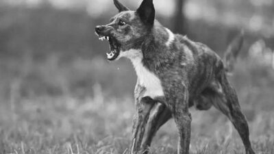 Waspada Rabies di Sekadau: Tiga Warga Nanga Taman Digigit Anjing Liar, Petugas Gabungan Bertindak Cepat