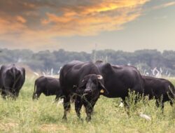 Kaltim dan Gorontalo Perkuat Kerja Sama Ekonomi dan Konektivitas untuk Tekan Inflasi Daerah