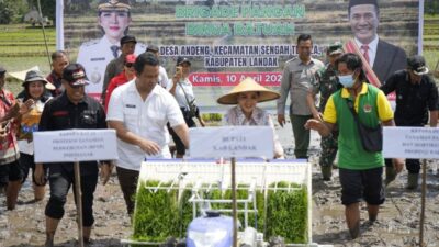 Lampaui Target 154 Persen, Landak Raih Capaian Luas Tambah Tanam Padi Tertinggi di Kalbar