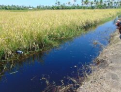 Dugaan Limbah Ancam Pertanian: Warga Desa Jongkat Keluhkan Pencemaran Sungai dari Dua Perusahaan Besar