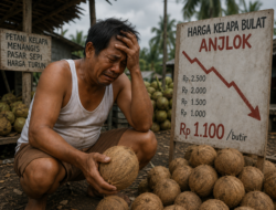 Petani Kelapa Kubu Raya Kalbar Keluhkan Harga Jual Anjlok